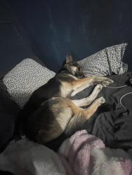 Lost Female Dog last seen higley , Mesa, AZ 85208
