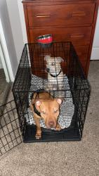 Lost Male Dog last seen Near my  near the hses he got out the gate and now I can’t find him he is the little guy in the back of my female., Tampa, FL 33612