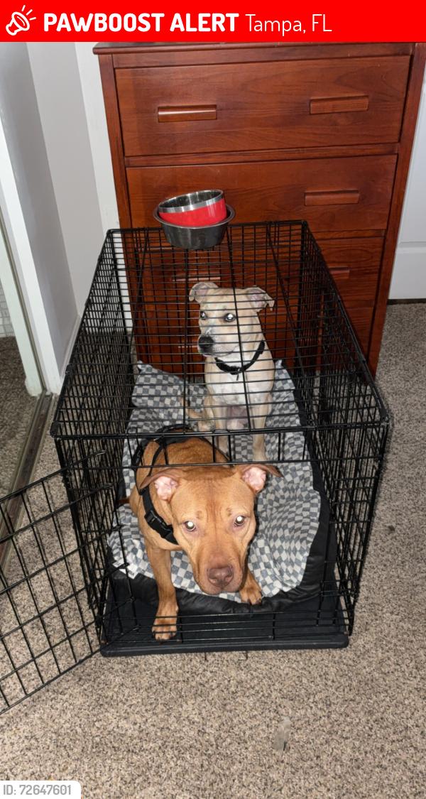 Lost Male Dog last seen Near my  near the hses he got out the gate and now I can’t find him he is the little guy in the back of my female., Tampa, FL 33612