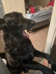 Lost Female Dog last seen Pima and belvedere ave., Tucson, AZ 85712