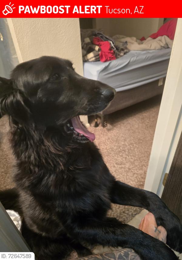 Lost Female Dog last seen Pima and belvedere ave., Tucson, AZ 85712
