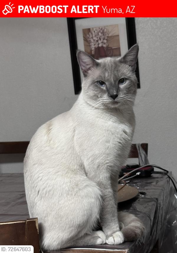 Lost Male Cat last seen Humane Society parking lot, Yuma, AZ 85365