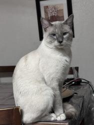 Lost Male Cat last seen Humane Society parking lot, Yuma, AZ 85365