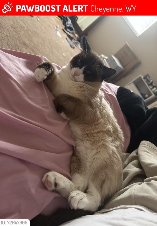 Lost Male Cat last seen Near desmet dr , Cheyenne, WY 82007
