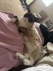 Lost Male Cat last seen Near desmet dr , Cheyenne, WY 82007