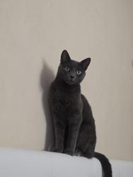 Lost Female Cat last seen St Matthew church , Philadelphia, PA 19149