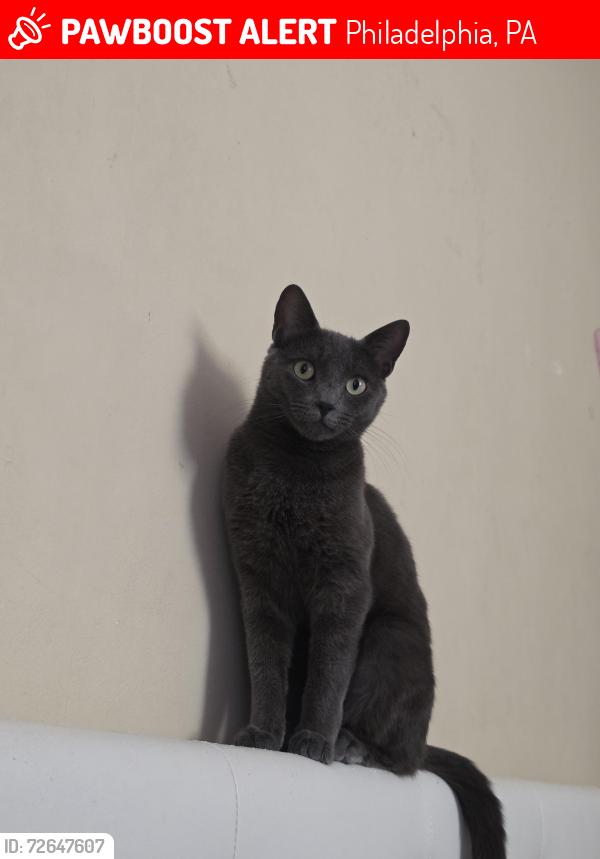 Lost Female Cat last seen St Matthew church , Philadelphia, PA 19149