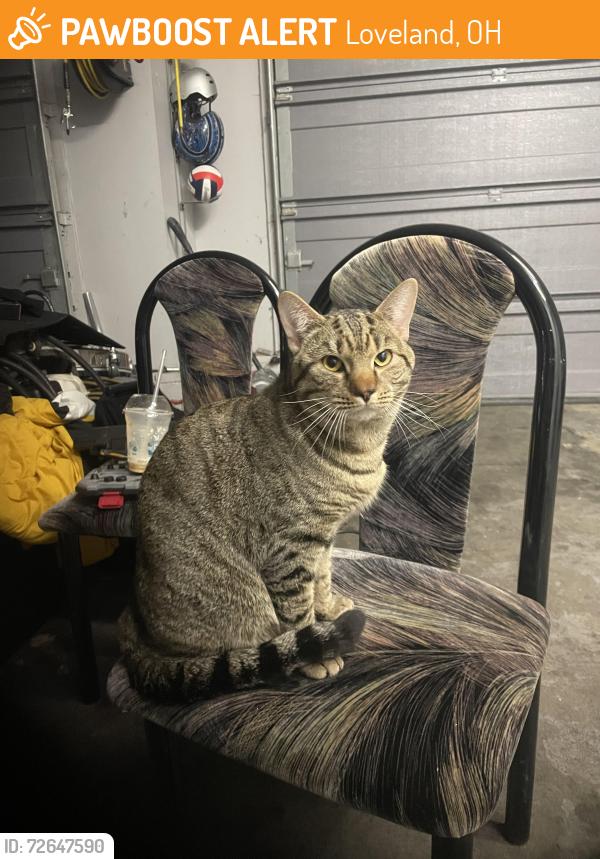 Found/Stray Male Cat last seen Montgomery rd & crestview dr by dunkin, Loveland, OH 45140