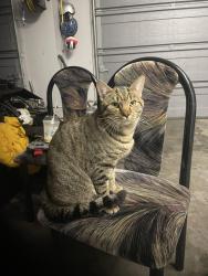 Found/Stray Male Cat last seen Montgomery rd & crestview dr by dunkin, Loveland, OH 45140
