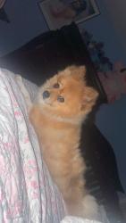 Lost Male Dog last seen Near Parkers Ln Alexandria, VA  22306 United States, Alexandria, VA 22306
