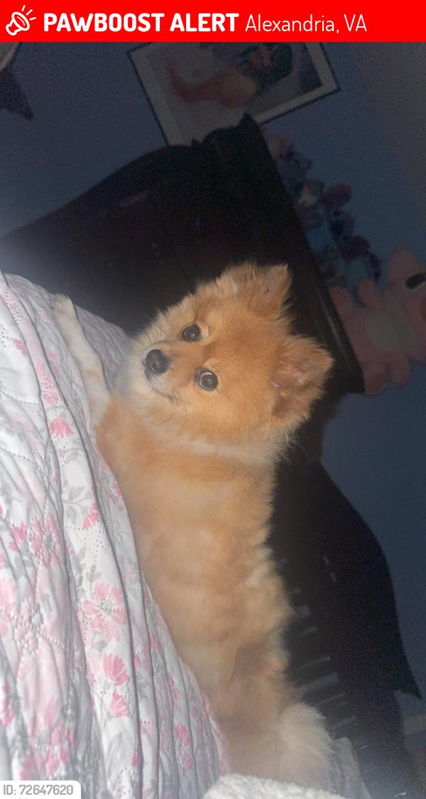 Lost Male Dog last seen Near Parkers Ln Alexandria, VA  22306 United States, Alexandria, VA 22306