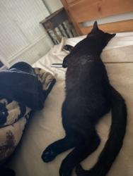 Lost Male Cat last seen Colorado  Ave  Glendora Ave, Glendora, CA 91740
