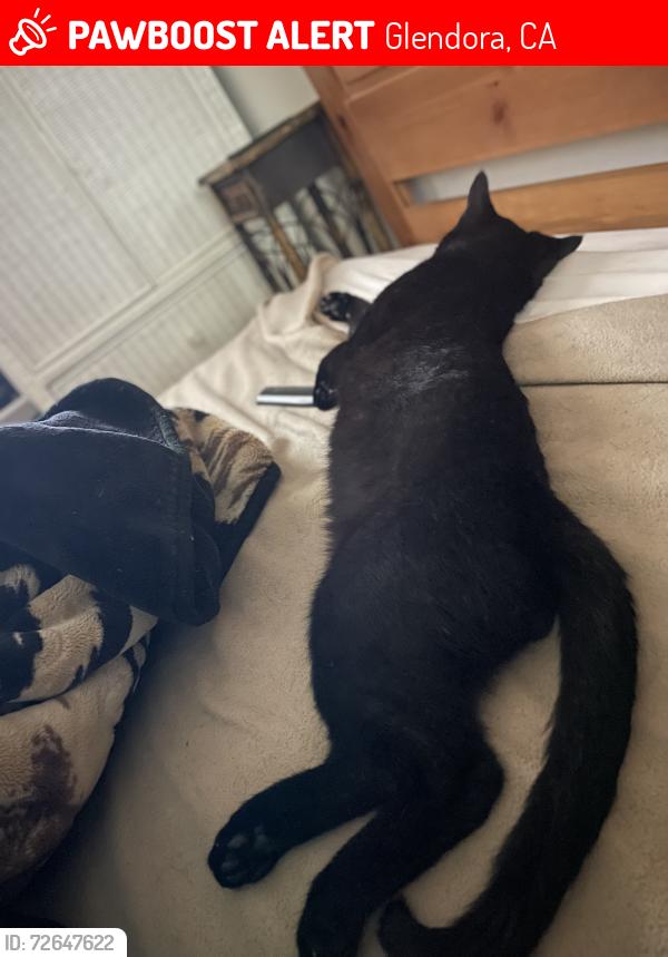 Lost Male Cat last seen Colorado  Ave  Glendora Ave, Glendora, CA 91740