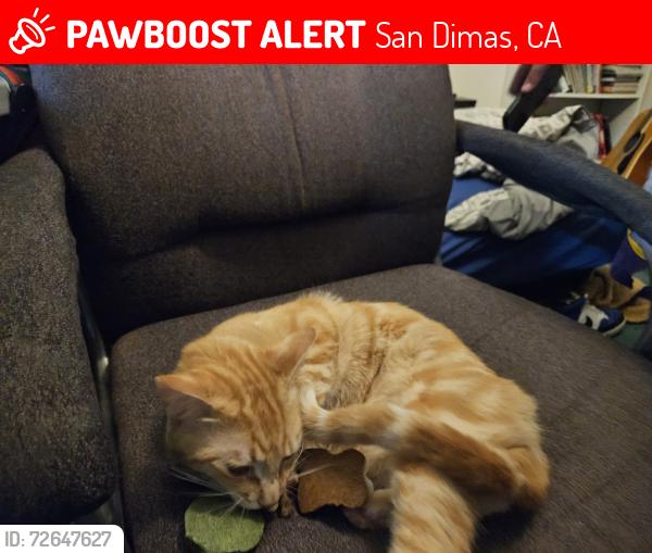 Lost Male Cat last seen KNOLLWOOD LN san dimas , ca, San Dimas, CA 91768