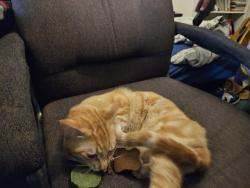 Lost Male Cat last seen KNOLLWOOD LN san dimas , ca, San Dimas, CA 91768