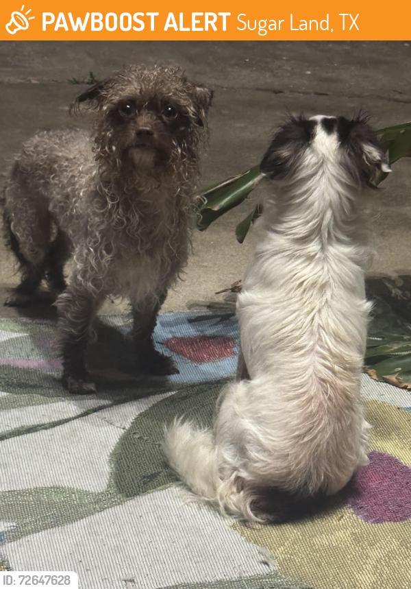 Found/Stray Unknown Dog last seen Burney & stadium road intersection , Sugar Land, TX 77498