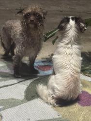 Found/Stray Unknown Dog last seen Burney & stadium road intersection , Sugar Land, TX 77498