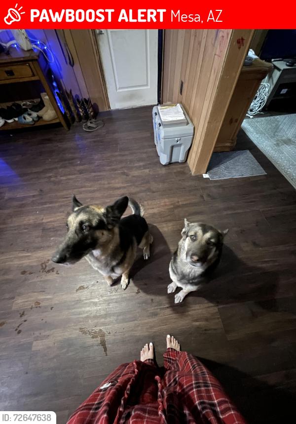 Lost Male Dog last seen Higley? , Mesa, AZ 85208