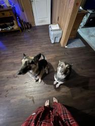 Lost Male Dog last seen Higley? , Mesa, AZ 85208