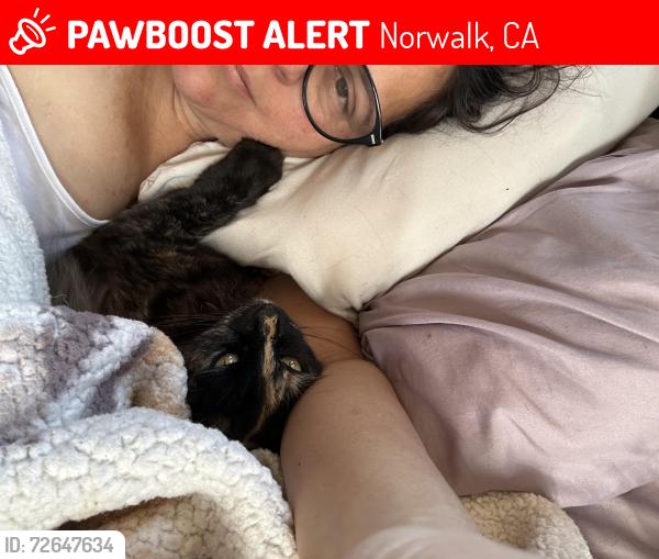Lost Female Cat last seen Hercules Street and Arlee Avenue , Norwalk, CA 90650