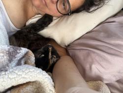 Lost Female Cat last seen Hercules Street and Arlee Avenue , Norwalk, CA 90650