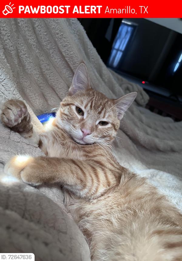 Lost Male Cat last seen Family Dólar 11 avenida , Amarillo, TX 79104