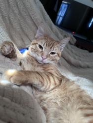 Lost Male Cat last seen Family Dólar 11 avenida , Amarillo, TX 79104