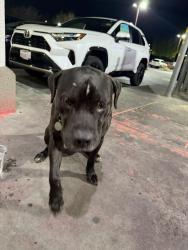 Found/Stray Male Dog last seen Chuck a cheese by 101 , San Jose, CA 95121