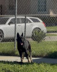 Found/Stray Unknown Dog last seen West 99th street and Baring Cross, Los Angeles, CA 90044