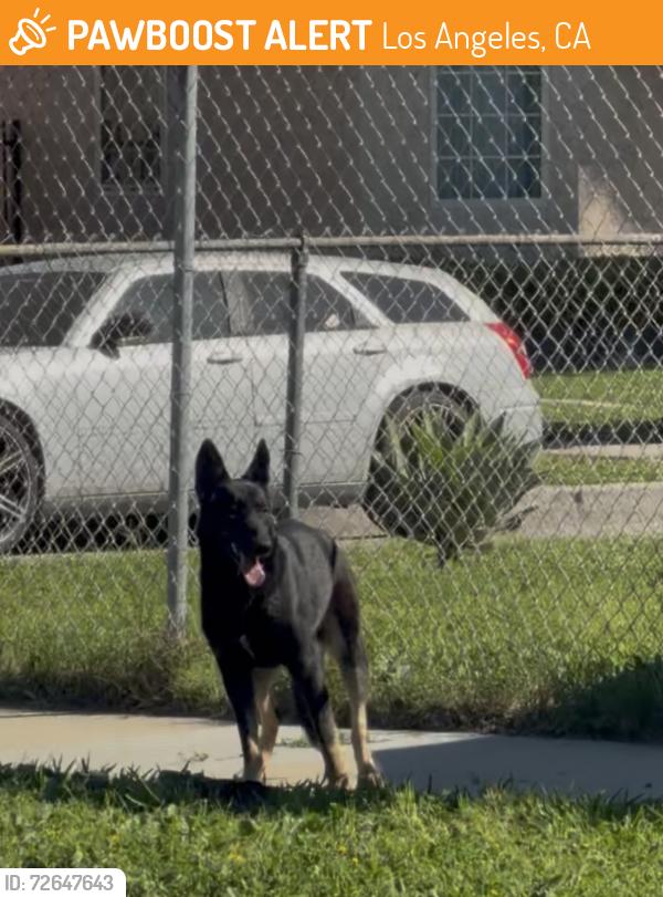 Found/Stray Unknown Dog last seen West 99th street and Baring Cross, Los Angeles, CA 90044