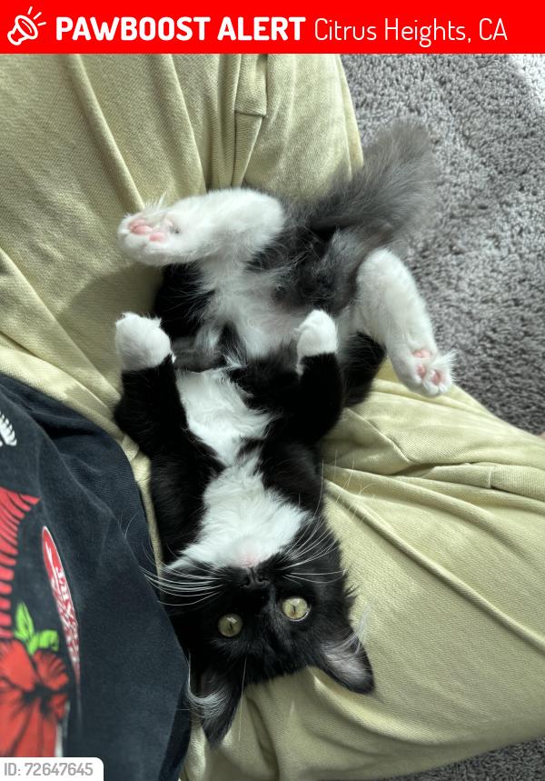 Lost Female Cat last seen Fair Oaks and Greenback, Citrus Heights, CA 95610
