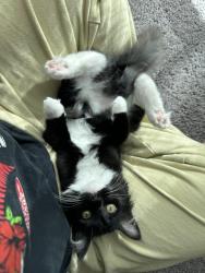 Lost Female Cat last seen Fair Oaks and Greenback, Citrus Heights, CA 95610