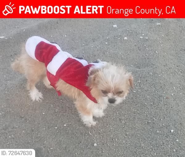 Lost Female Dog last seen Harbor and edinger , Orange County, CA 92704