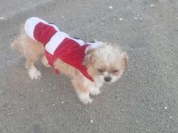 Lost Female Dog last seen Harbor and edinger , Orange County, CA 92704