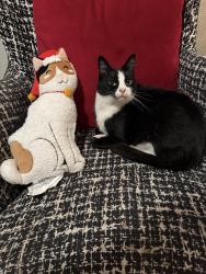 Lost Female Cat last seen Crossler Middle School , Salem, OR 97306