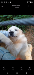 Lost Male Dog last seen downtown watkisville , Watkinsville, GA 30677
