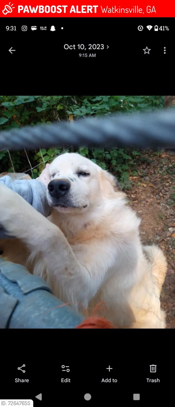 Lost Male Dog last seen downtown watkisville , Watkinsville, GA 30677