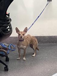 Found/Stray Female Dog last seen Edgemont street, Los Angeles, CA 90027