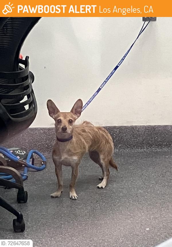 Found/Stray Female Dog last seen Edgemont street, Los Angeles, CA 90027