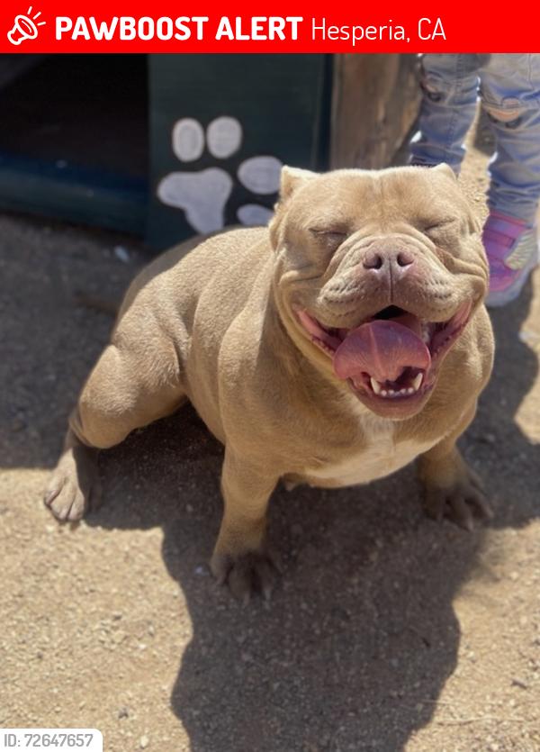 Lost Female Dog last seen I Ave , Hesperia, CA 92345