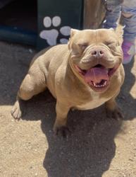 Lost Female Dog last seen I Ave , Hesperia, CA 92345