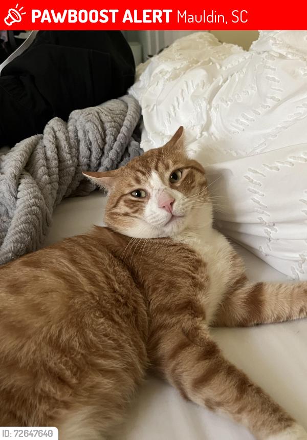 Lost Male Cat last seen Pinehurst Dr, Mauldin, SC 29662