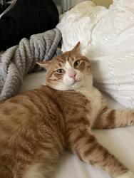 Lost Male Cat last seen Pinehurst Dr, Mauldin, SC 29662