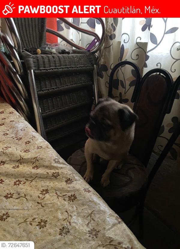 Lost Male Dog last seen Cuautitlan Cebadales edificio 23, Cuautitlán, Méx. 
