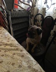 Lost Male Dog last seen Cuautitlan Cebadales edificio 23, Cuautitlán, Méx. 