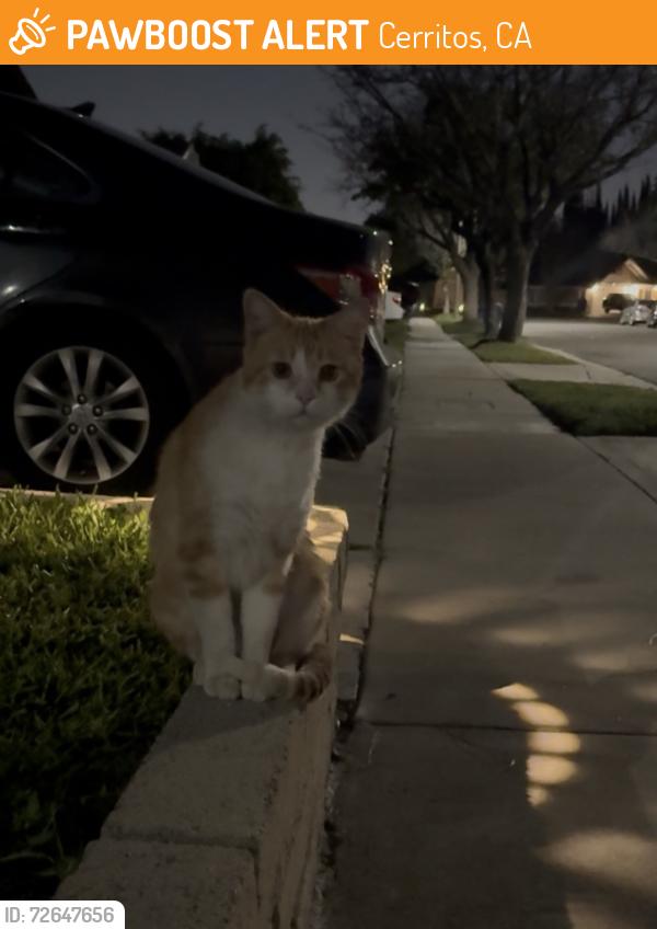 Found/Stray Unknown Cat last seen Heritage park , Cerritos, CA 90703
