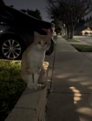 Found/Stray Unknown Cat last seen Heritage park , Cerritos, CA 90703