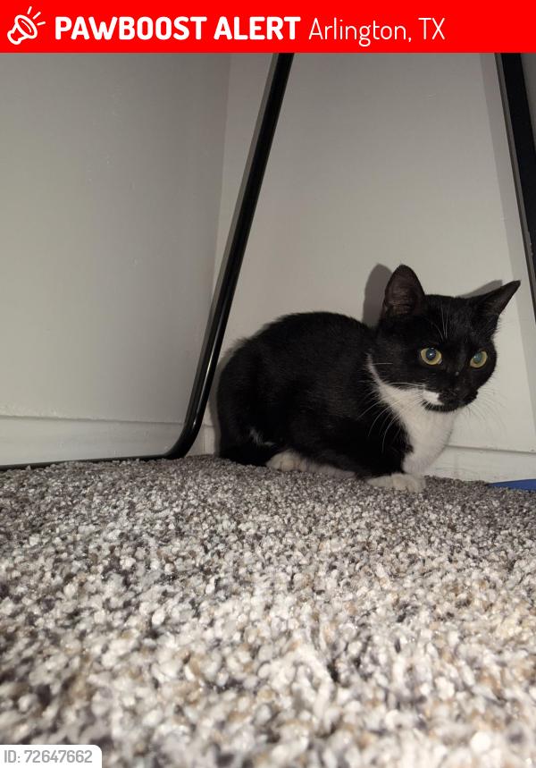 Lost Female Cat last seen Royal crest Dr. , Arlington, TX 76017