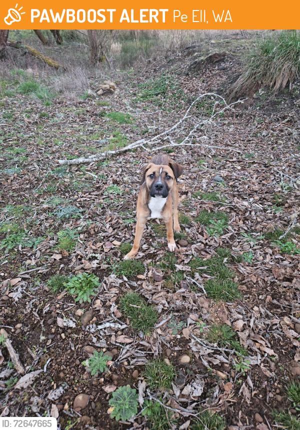 Found/Stray Female Dog last seen Near 4th Ave, Pe Ell, WA 98572