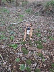 Found/Stray Female Dog last seen Near 4th Ave, Pe Ell, WA 98572